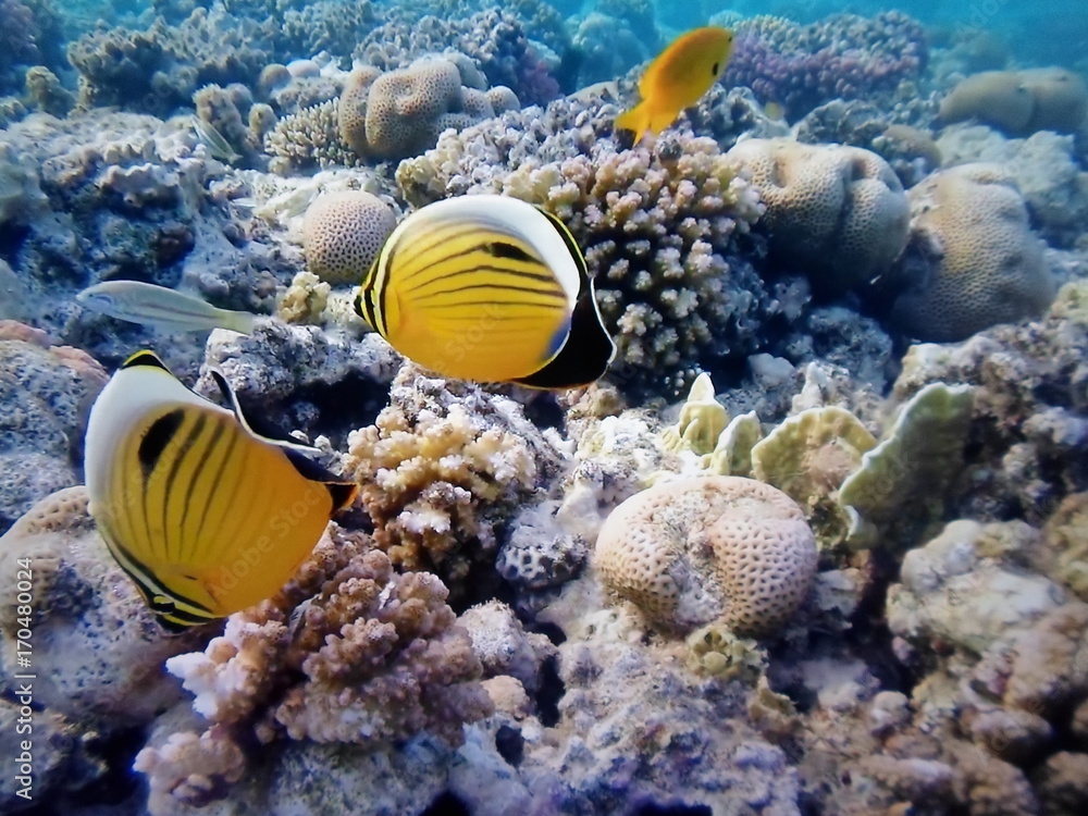 coralli del mar rosso barriera corallina con pesciolini gialli neri Stock  Photo