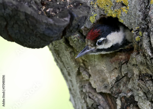 Chick of syrian woodpecker in nest.