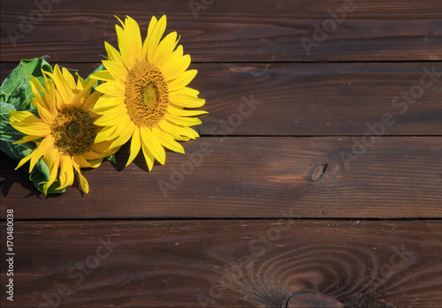 Fototapeta Naklejka Na Ścianę i Meble -  background of bright summer flower sunflower yellow on old wooden surface