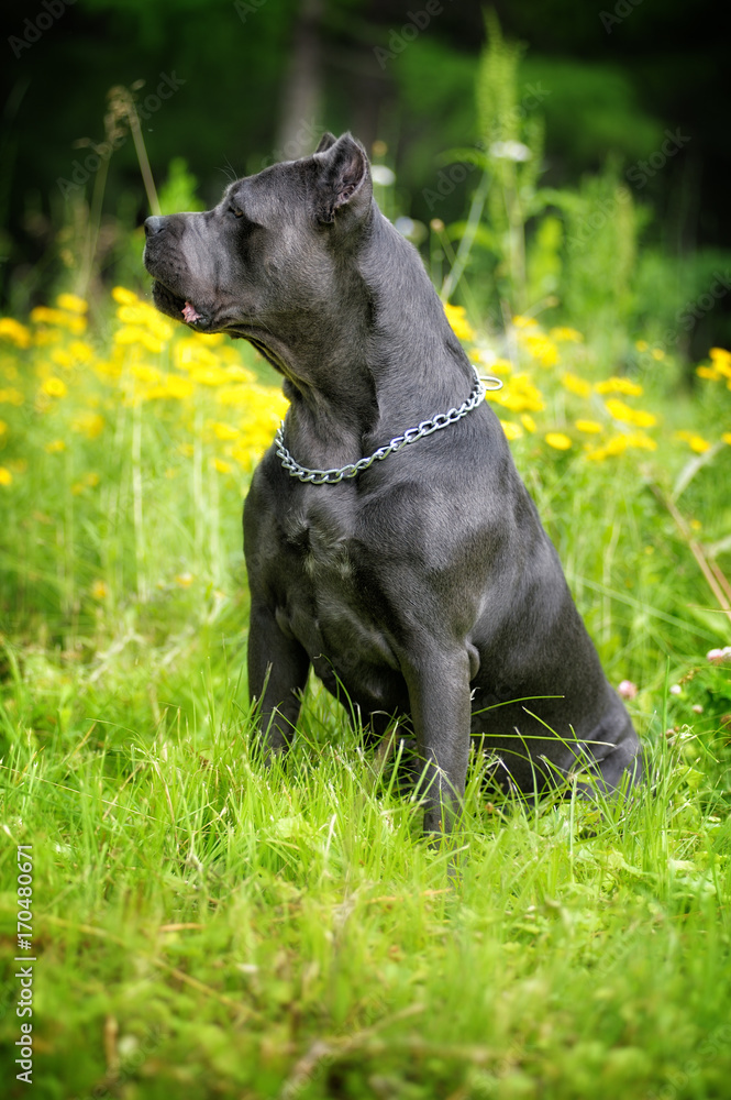 portrait silver Italian cane Corso in the Park on the green lawn. Strength, power, muscle, dog portrait silver Italian cane Corso in the Park on the green lawn. Strength, power, muscle, dog