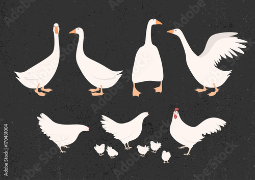 Vector illustration of chickens and geese