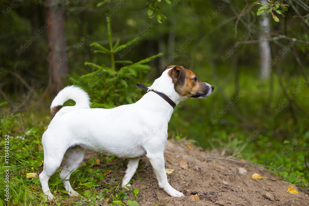 Jack Russell in autumn forest