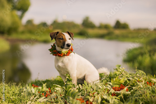 Jack Russell with a wreath on the head of ash, autumn photo