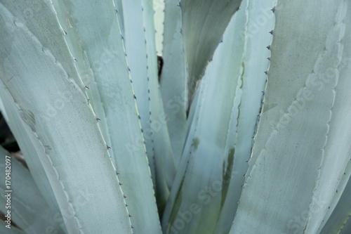 Green agave leaves with thorn background. Green thorned agava close-up. Abstract cactus background. photo
