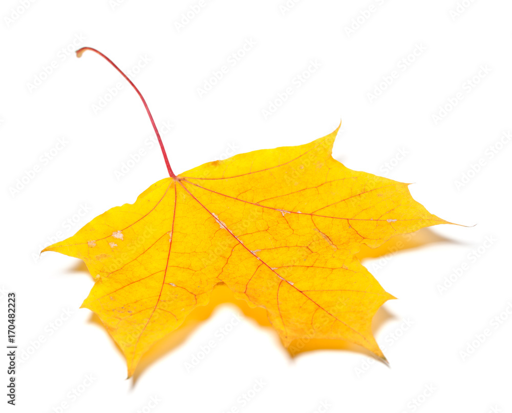 Yellow autumn maple leaf Yellow autumn maple leaf