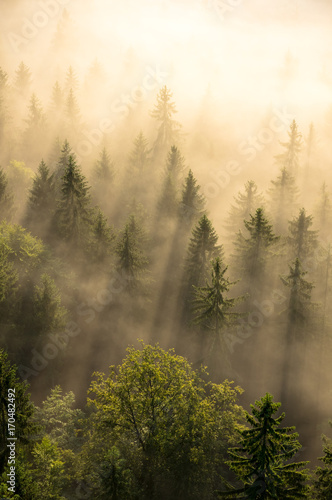 Fototapeta Naklejka Na Ścianę i Meble -  Misty forest