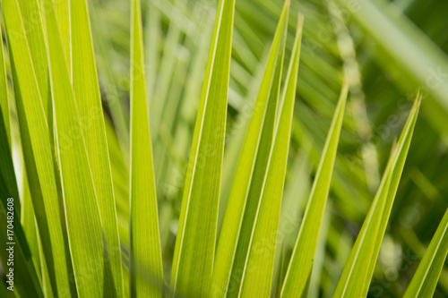 Fototapeta Naklejka Na Ścianę i Meble -  Green palm leaf background.