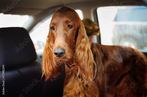 Irish red setter travels in the car. A sad dog that gets carsick on the trip