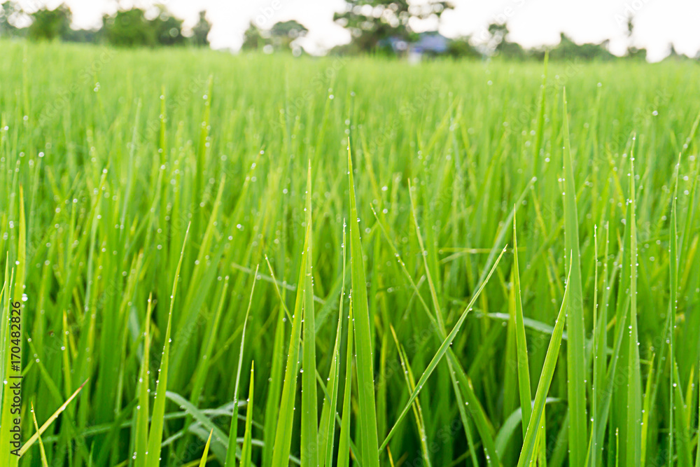 Green rice blurred back ground