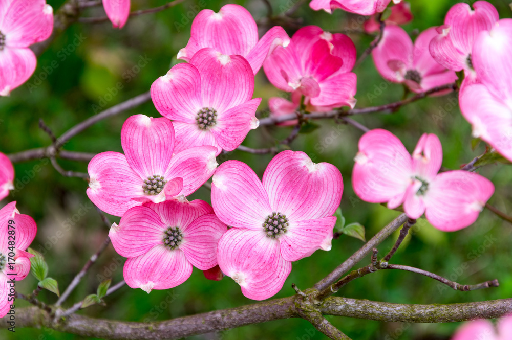 Flowering Dogwood Flowering Dogwood