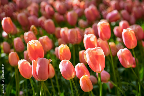 Blooming tulips flowerbed in Keukenhof flower garden, Netherland