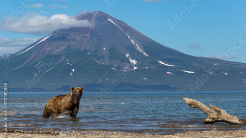 bears of Kamchatka