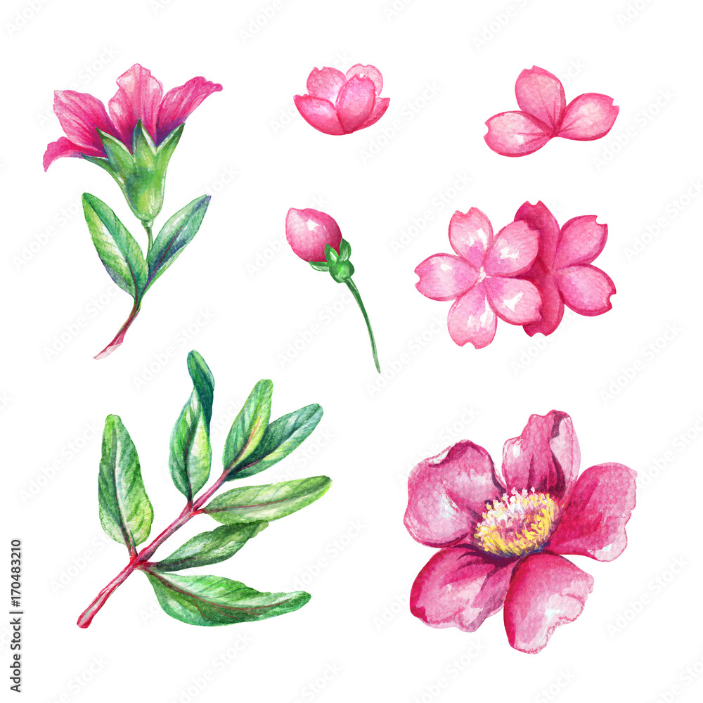 watercolor illustration, wild pink flower collection, floral design elements isolated on white background