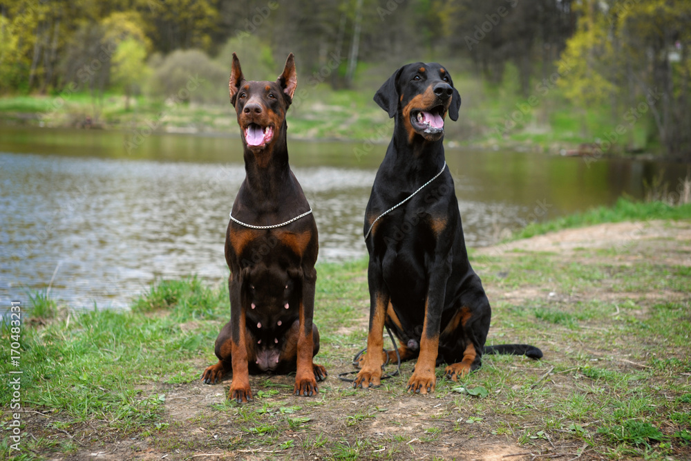 two Doberman male and female, sitting on a background of the lake. Funny happy dogs two pieces of brown and black two Doberman male and female, sitting on a background of the lake. Funny happy dogs two pieces of brown and black