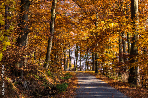 Stra  e durch den Herbstwald