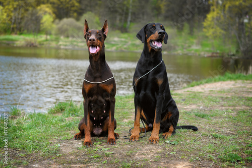 two Doberman male and female, sitting on a background of the lake. Funny happy dogs two pieces of brown and black