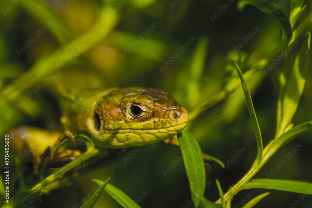 Lézard du marais de Montfort - Grésivaudan - Isère. Lézard du marais de Montfort - Grésivaudan - Isère.