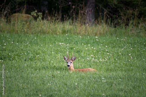Fototapeta Naklejka Na Ścianę i Meble -  Curious deer