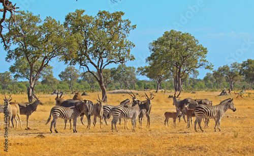 African scene with eland, zebra and impala on the african plains in etosha photo