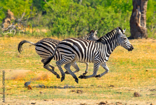 Burchell Zebras running across the African Savannah 