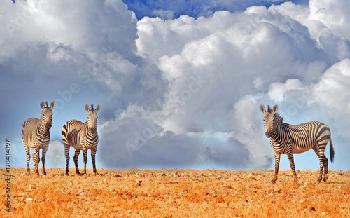 Zebras standing on the brow of a hill with a cloudy stormy sky in Palmwag - Namibia photo