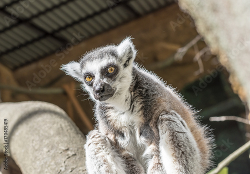 Dessa glada busiga och otroligt gulliga Lemurer finns på Skansen i Stockholm photo