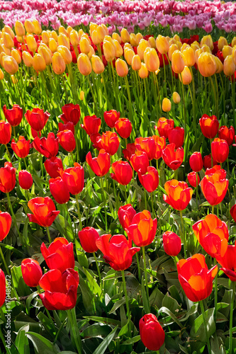 Fototapeta Naklejka Na Ścianę i Meble -  Blooming tulips flowerbed in Keukenhof flower garden, Netherland