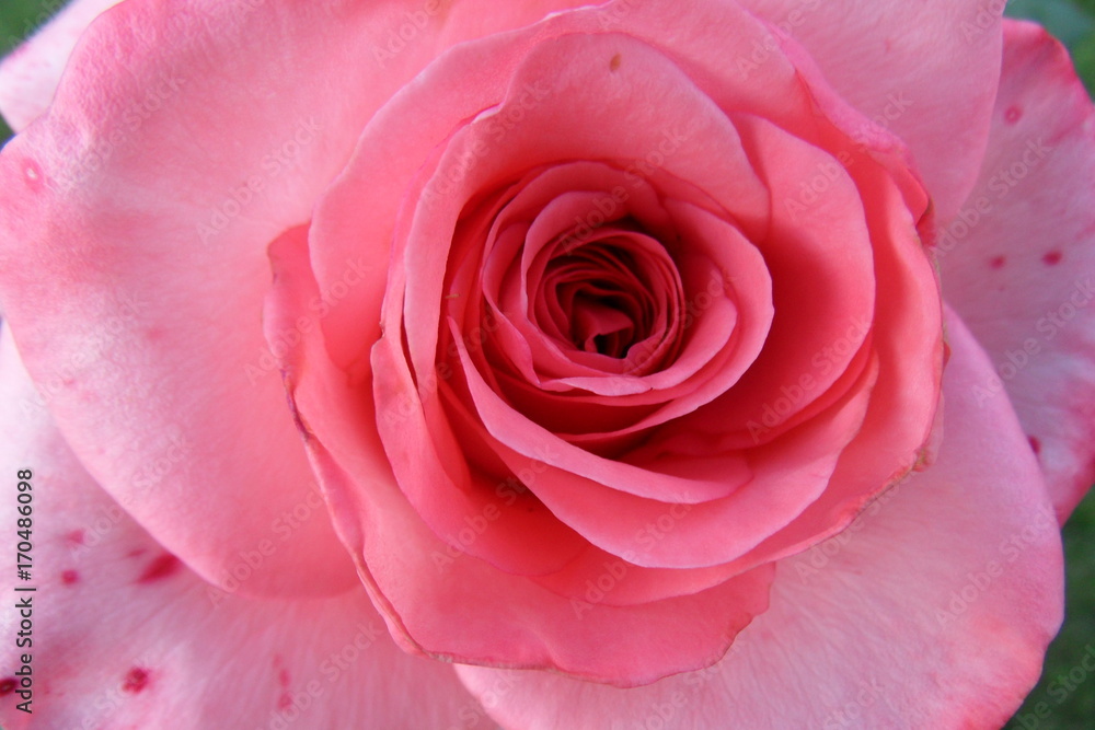 rose 6 rose 6