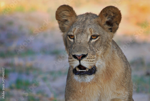 Close up of an adolescent Lioness face looking directly ahead
