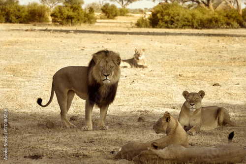 Cecil the Iconic Lion and his pride on the Plains in Hwange, Zimbabwe