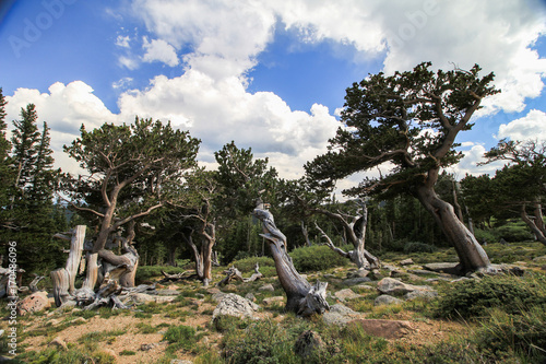 Trees in Rocky Mountain National Forest