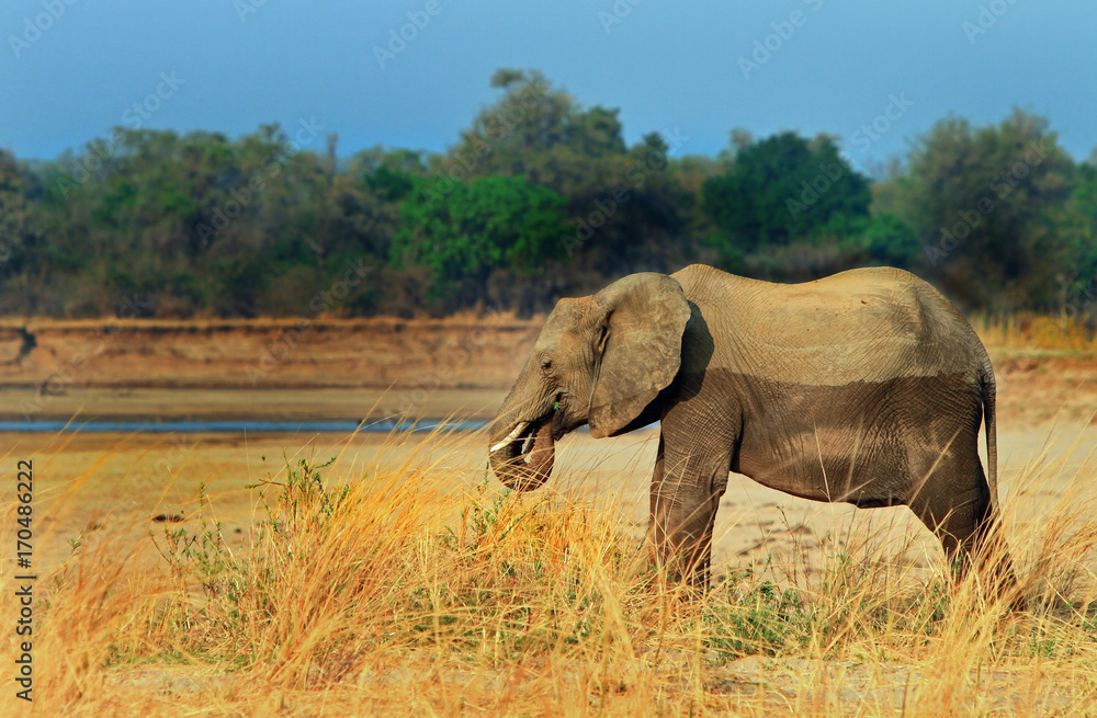 Elephant standing on the banks of the Luangwa River in Zambia