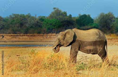 Elephant standing on the banks of the Luangwa River in Zambia © paula