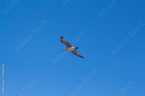 Isolated Seagull Flying
