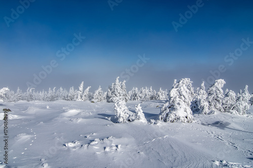 Schneebedeckte Bäume im Sonnenschein auf dem Brocken, Harz, Germany