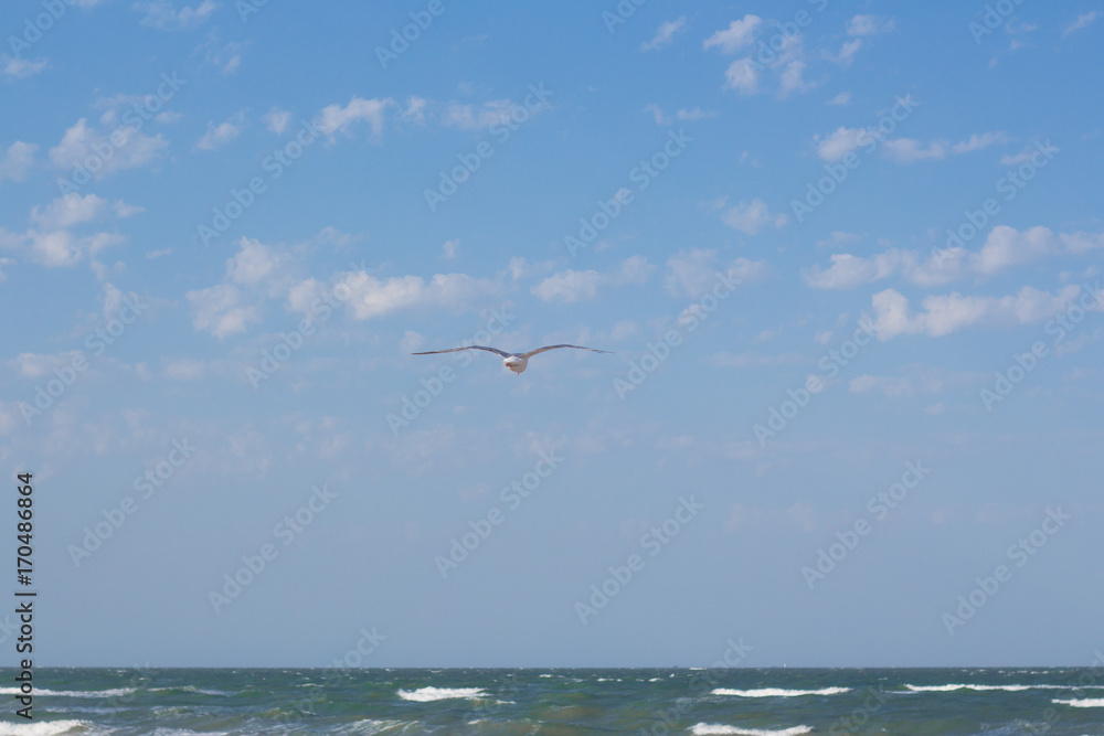 Seagull Flying in the clouds blue Sky above the sea