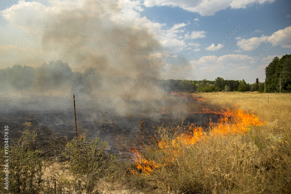 A wildfire in forest due to continuous dry weather