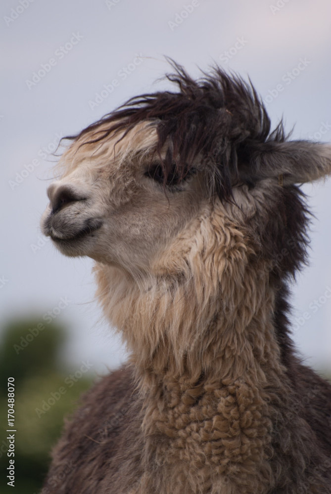 alpaca profile facing