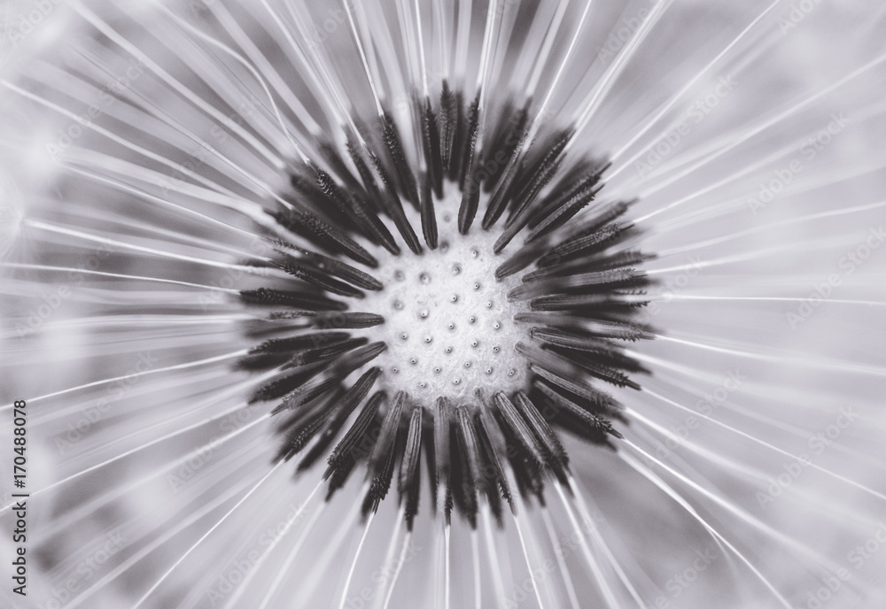 Obraz premium A Thousand Wishes