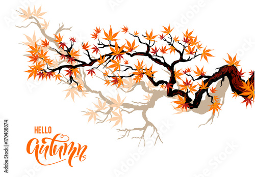 Autumn maple branches