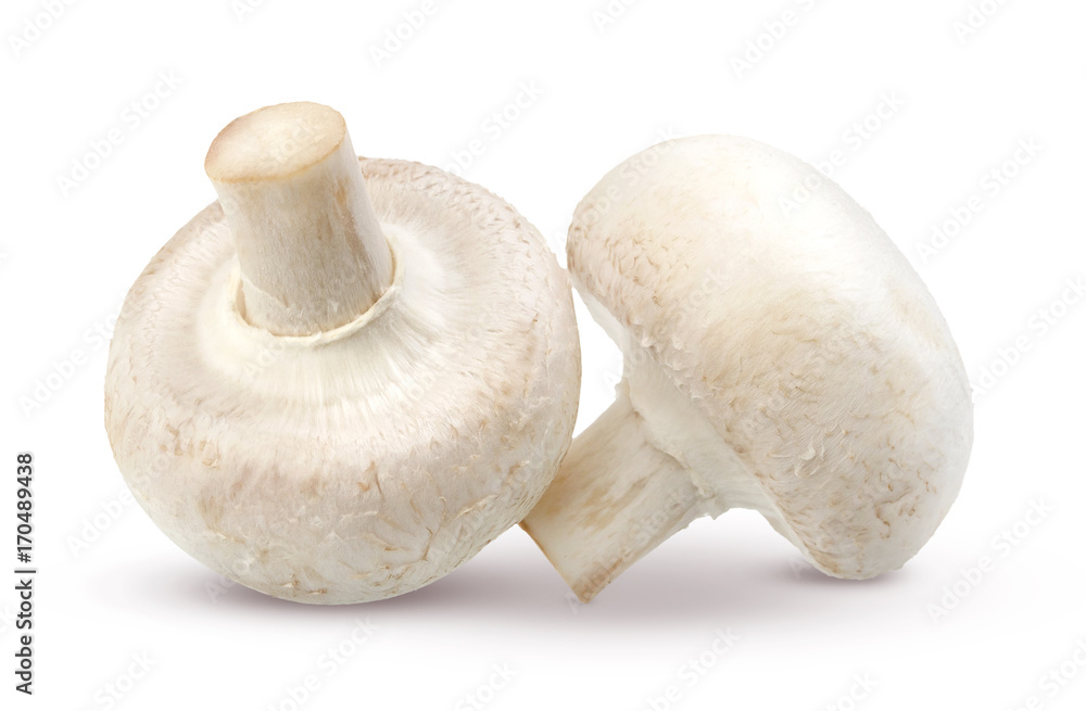 Mushroom isolated on white background Mushroom isolated on white background