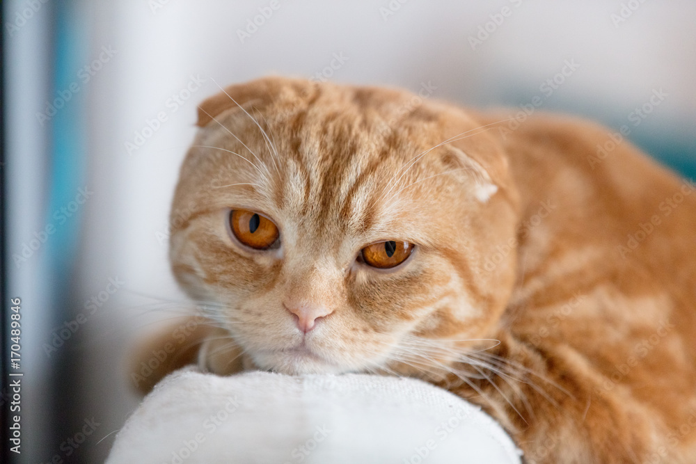 custom made wallpaper toronto digitalClose up photo of sad red Scottish fold cat with orange eyes