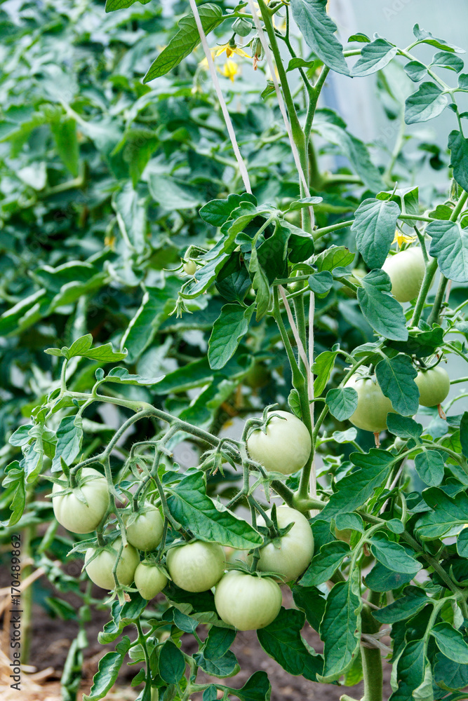 bunch of green tomatoes
