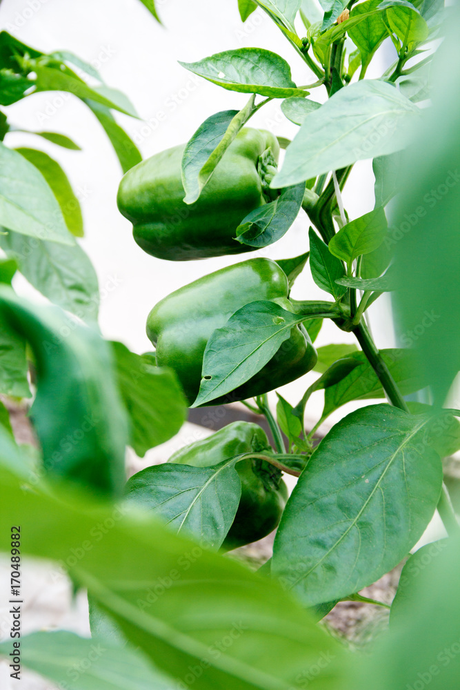 green pepper on the bush green pepper on the bush