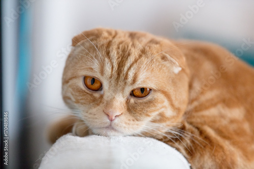 Wallpaper Mural Close up photo of sad red Scottish fold cat with orange eyes Torontodigital.ca