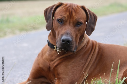 Rhodesian Ridgeback am Fluss