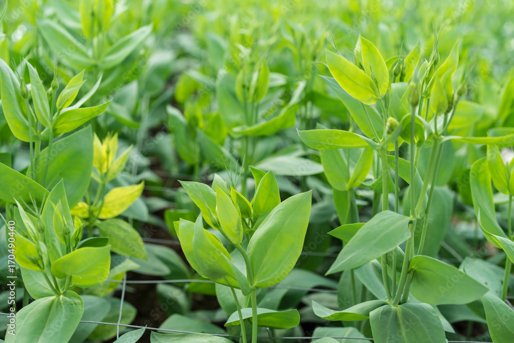 Obraz premium greenhouse full of lisianthus grandiflorum plants horticulture hothouse agriculture