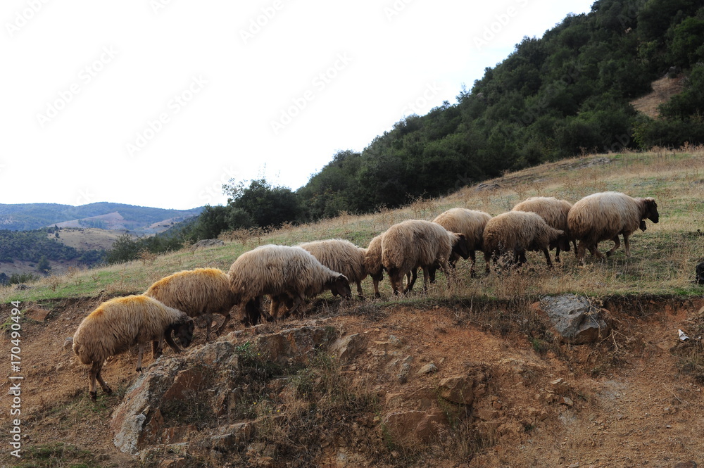Sheeps,Mountain,Turkey