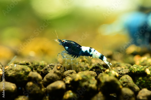 Jungtier schöne schwarze Caridina Garnele photo