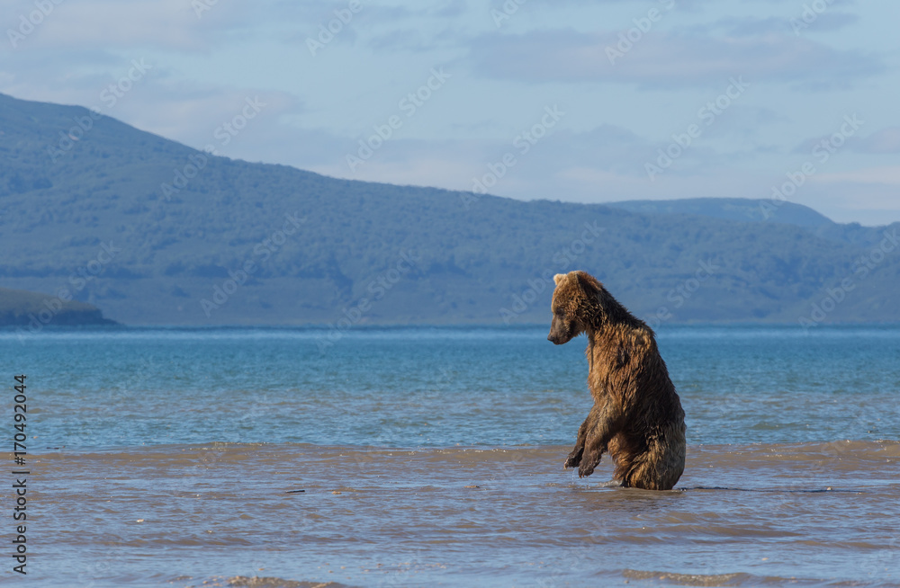 Bear alone in Kamchatka wild nature at lake Kuril, Russia Bear alone in Kamchatka wild nature at lake Kuril, Russia